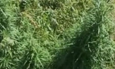 Traficanţii reţinuţi la Haţeg plantau şi cannabis pe un teren (VIDEO)