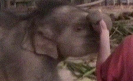 Imagini cu Dante, cel mai mic elefant din lume (VIDEO)