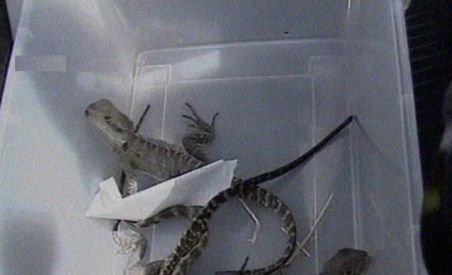 Bărbat cu 100 de reptile foarte rare în bagaje, arestat pe un aeroport din Malaezia 