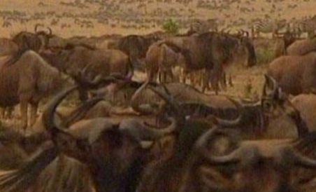 Migraţia sutelor de mii de antilope gnu, din estul Africii, ?a opta minune a lumii? desfăşurată pe 2.000 de kilometri (VIDEO)