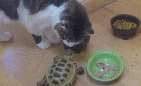Broscuţa-pitbull: O ţestoasă goneşte şi muşcă o pisică - VIDEO