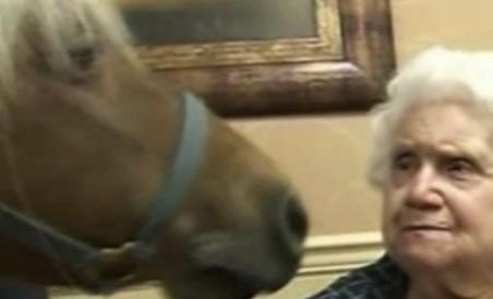 Sampson, poneiul cu efecte terapeutice (VIDEO)