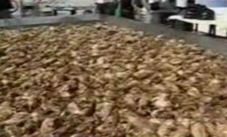 Clujenii au stabilit un record mondial prăjind 210 pui într-o singură tavă (VIDEO)