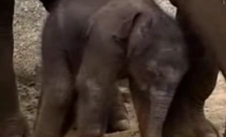 Imagini cu primul elefant asiatic de sex masculin de la o grădină zoologică din Australia (VIDEO)
