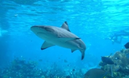 Nouă oameni mutilaţi de rechin susţin salvarea prădătorilor maritimi (VIDEO)