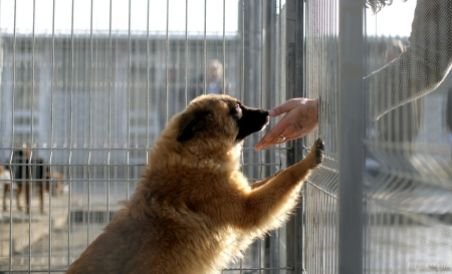 Zeci de câini eutanasiaţi ilegal de o firmă din Constanţa (VIDEO)