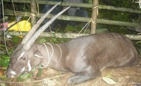?Unicornul din Asia?, un animal extrem de rar, descoperit accidental în Laos (FOTO)