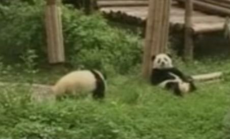 China. 12 oameni din 60.000 de înscrişi vor deveni ambasadori ai urşilor Panda (VIDEO)