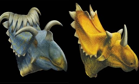 Două noi specii de dinozauri cu coarne, descoperite în SUA