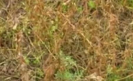 Botoşani: Soia modificată genetic, descoperită pe zeci de hectare dintr-o comună (VIDEO)