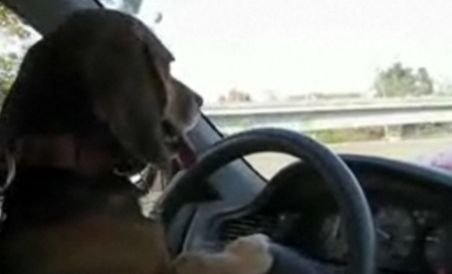 Un american şi-a pus câinele să-i conducă maşina în plin trafic (VIDEO)