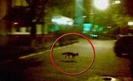 O vulpe a fost filmată pe străzile oraşului Deva