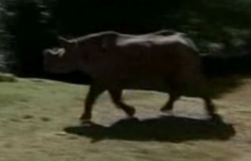 Un rinocer a supravieţuit la nouă atacuri ale braconierilor