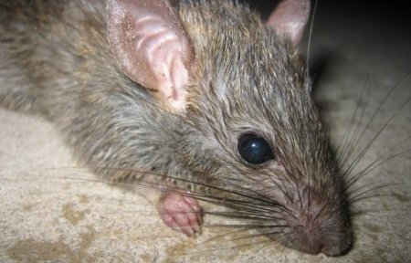 Invazie de şobolani şi şoareci la Grădina Zoologică Bucov