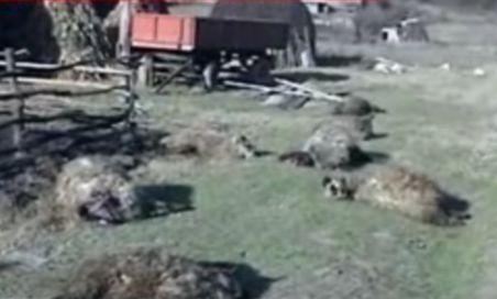 O haită de câini a omorât 12 oi lângă Strehaia