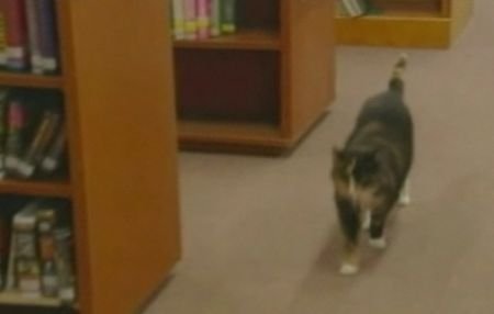 Pisica Aggie iese la pensie, după ce a vânat şoareci de bibliotecă timp de 14 ani