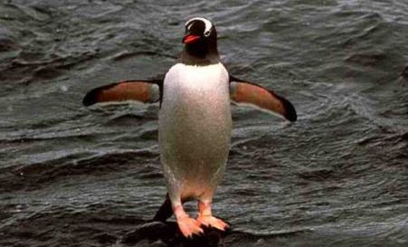 S-a născut primul pinguin din specia Gentoo din Australia