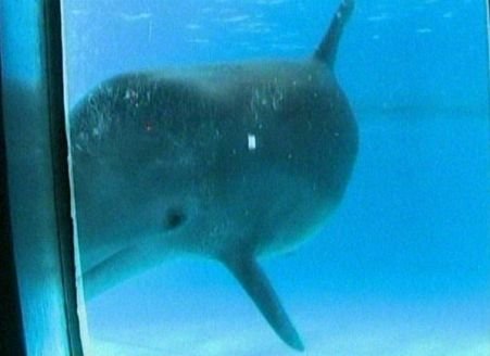 Cercetători americani: Delfinii se recunosc atunci când se privesc în oglindă