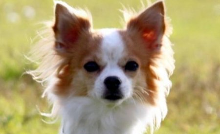 Chihuahua Piersicuţă, noul câine-poliţist al japonezilor