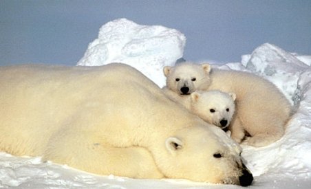 Urşii polari au un perimetru &quot;critic&quot; în Alaska, stabilit de americani