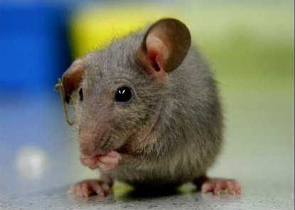 Cercetătorii de la Harvard, aproape de &quot;fântâna tinereţii&quot;: Au inversat procesul de îmbătrânire la şoareci