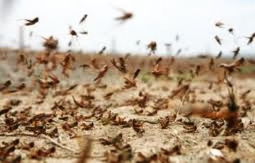 Australia. Invaziile de lăcuste şi inundaţiile au distrus zonele agricole