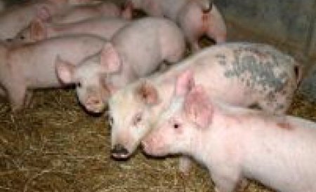 Alertă în vămile din România, din cauza pestei porcine din Serbia