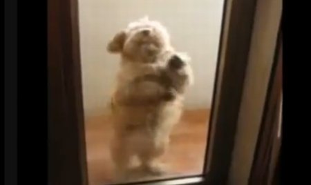 Un căţel simpatic dansează salsa în faţa uşii