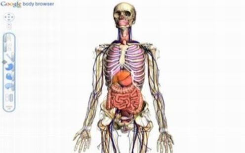 S-a lansat Google Body Browser, aplicaţia 3D care permite explorarea corpului uman