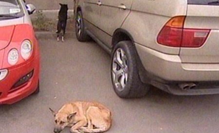 Prefectul Capitalei: Eutanasierea maidanezilor poate fi soluţia pentru a scăpa Bucureştiul de câini