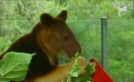Moş Crăciun a vizitat o grădina zoologică din Australia: Cangurii au primit pepeni în formă de brad