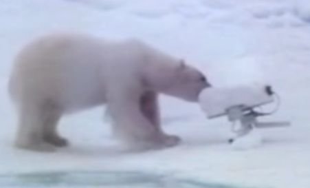 Un urs polar a ronţăit echipamentul de 130.000 de lire aparţinând unor jurnalişti BBC