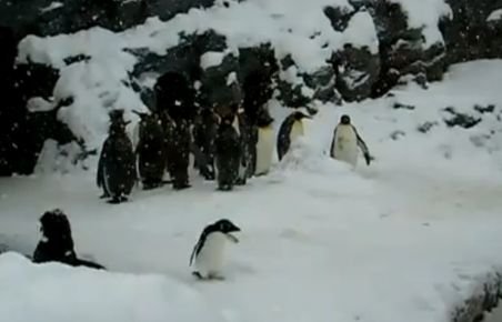 Un pinguin îi face concurenţă lui Fred Astaire. Dansează de bucurie
