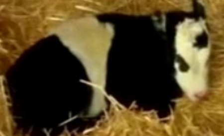 Vaca pitică panda, animalul de companie al unor americani