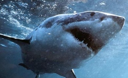 Australia. Un rechin de cinci metri a atacat violent o barcă cu pasageri