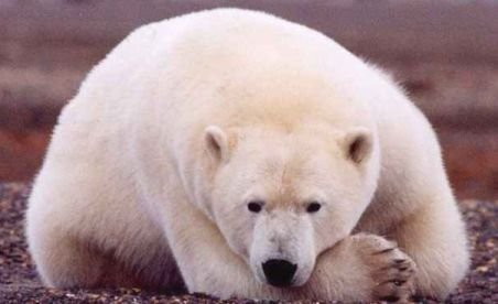 Un explorator norvegian a luat micul dejun cu un urs polar