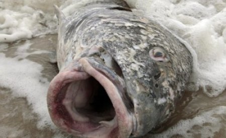 Brazilia. O sută de tone de peşti morţi, descoperiţi la malul Atlanticului