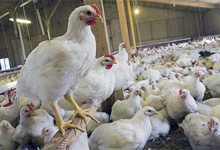 Comisia Europeană, nemulţumită de ouăle româneşti: Sunt de la găini stresate