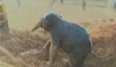India. Un pui de elefant însetat a fost salvat cu excavatorul din fântâna în care căzuse