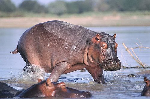 Letonia: Sexul unui hipopotam de la Zoo, descoperit după 20 de ani