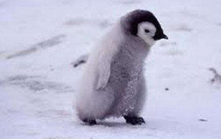 Pinguinul extrem: S-a plimbat prin cuşca leilor