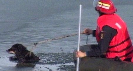 Un căţel căzut în râul Argeş a fost salvat de pompieri după ce gheaţa pe care stătea s-a spart