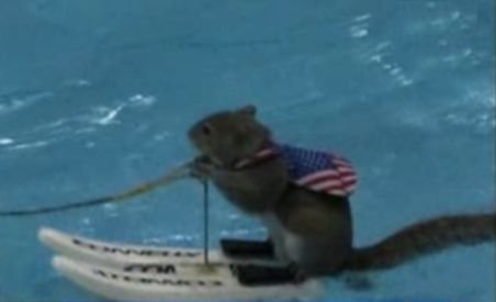Twiggy, veveriţa expertă în schi nautic - VIDEO