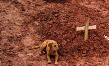Un câine refuză să plece de lângă mormântul stăpânei sale, moartă în inundaţiile din Brazilia 