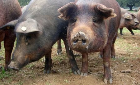 Leşuri de porci importaţi din Olanda, găsite pe un câmp din Prahova