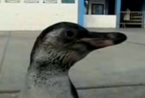 Un pinguin rătăcit a ajuns vedetă în Peru