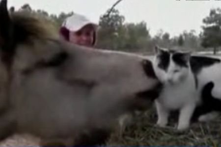Dragoste fără bariere: Un cal “sărută” o pisică