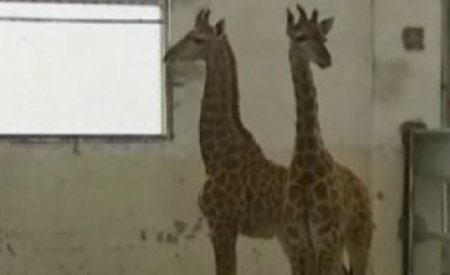 Doi pui de girafă gemeni, vedetele unei grădini zoologice din China