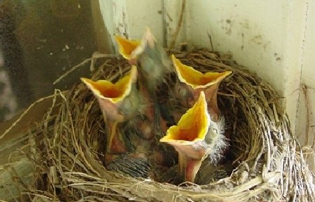 Se deschide un Centru de Salvare pentru păsările sălbatice din Bucureşti