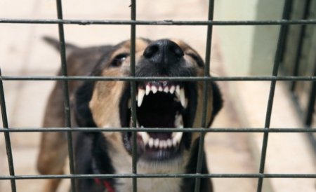Câinii agresivi şi cei fără stăpân pot fi eutanasiaţi